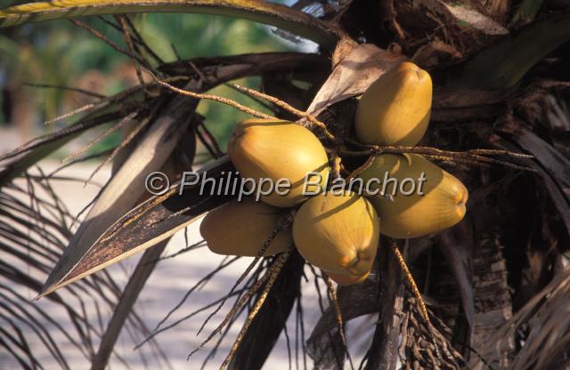 guyane 19.JPG - Noix de cocoAwala Yalimapo, Guyane française